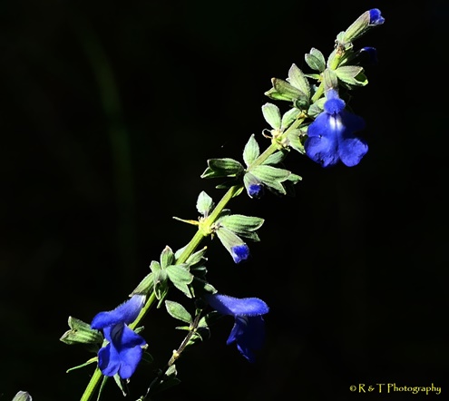 {Salvia azurea}